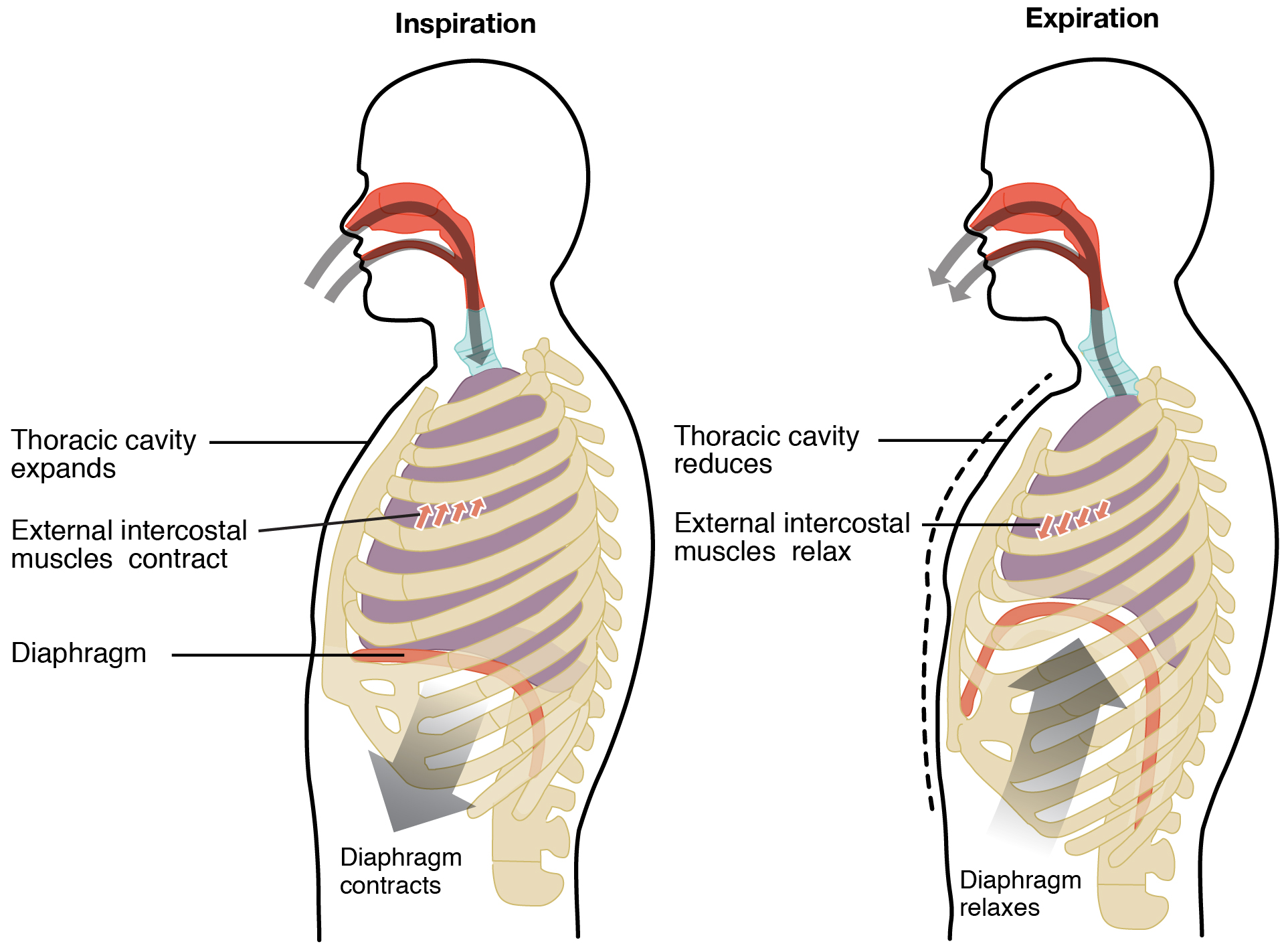 Chest Pain On Inspiration And Expiration